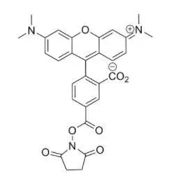 5-TAMRA-NHS ester，5-TAMRA-SE，150810-68-7，5-羧基-四甲基罗丹明-琥珀酰亚胺酯