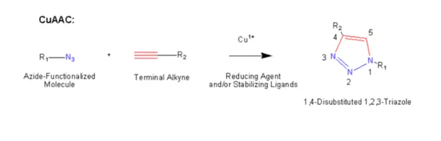 点击试剂CuAAC，标记生物分子用科研试剂供应