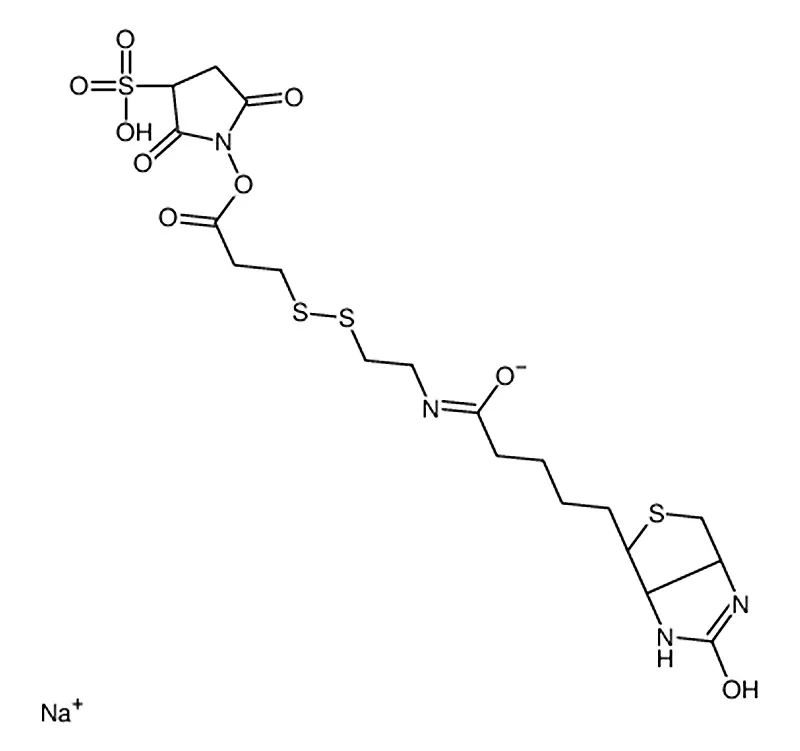 325143-98-4，磺基-琥珀酰亚胺-双硫-生物素，Sulfo-NHS-SS-Biotin