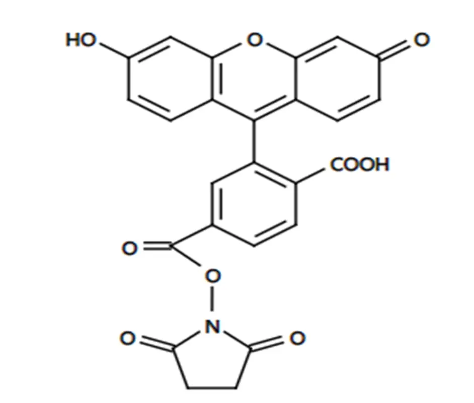 测序和标记|CAS:号92557-81-8|6-FAM,SE|6-羧基荧光素琥珀酰亚胺醚