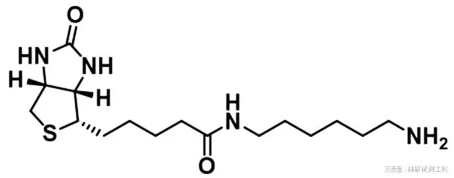 生物素标记的Biotin-C6-amine|生物素-C6-氨基|CAS号：65953-56-2