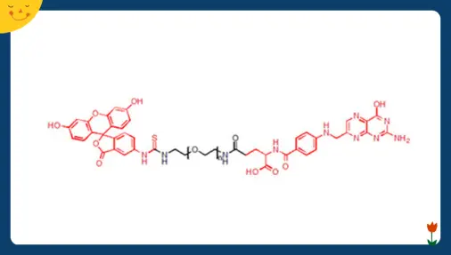 绿色荧光染料FITC-PEG-FA,Folic acid-PEG-Fluorescein,荧光素-聚乙二醇-叶酸