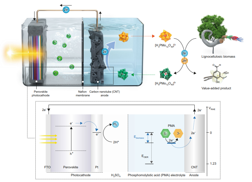 利用钙钛矿型光电阴极和木质纤维生物质实现在19.8 mA cm−2的无偏压太阳能制氢