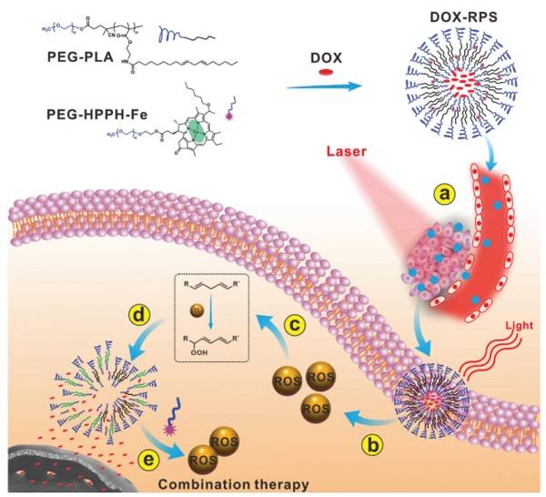 两亲性聚乙二醇-聚亚油酸和PEG-HPPH-Fe的自组装制备负载阿霉素的ROS响应聚合物囊泡（DOX-RPS）