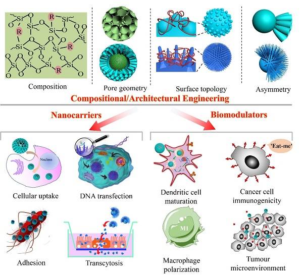 用于生物医学的二氧化硅基纳米颗粒：从纳米载体到生物功能调节剂
