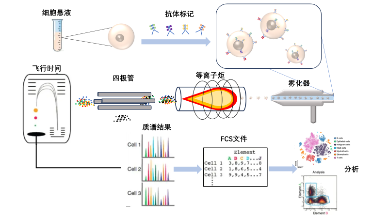 质谱流式细胞技术介绍