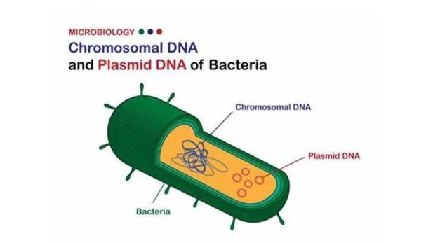 瑞禧生物生物提供质粒及细胞系构建定制服务